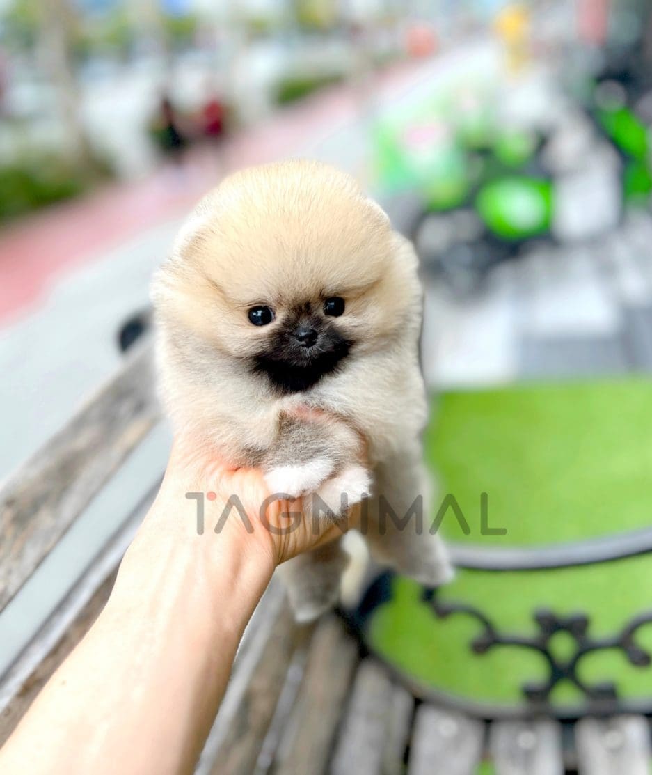 Pomeranian puppy for sale, dog for sale at Tagnimal