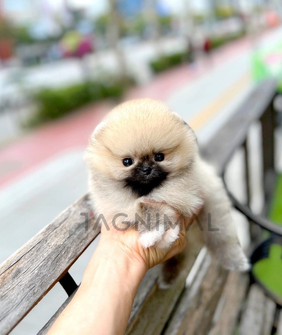 Pomeranian puppy for sale, dog for sale at Tagnimal