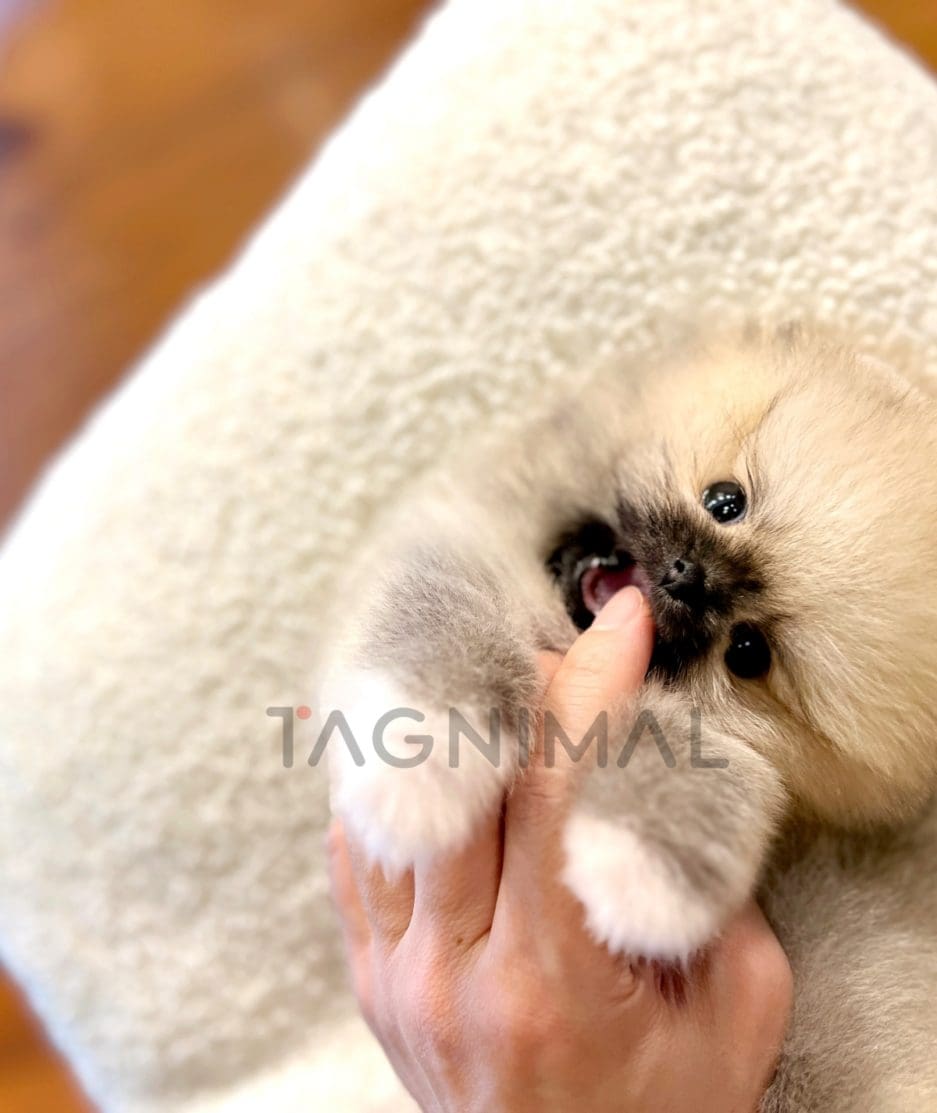 Pomeranian puppy for sale, dog for sale at Tagnimal