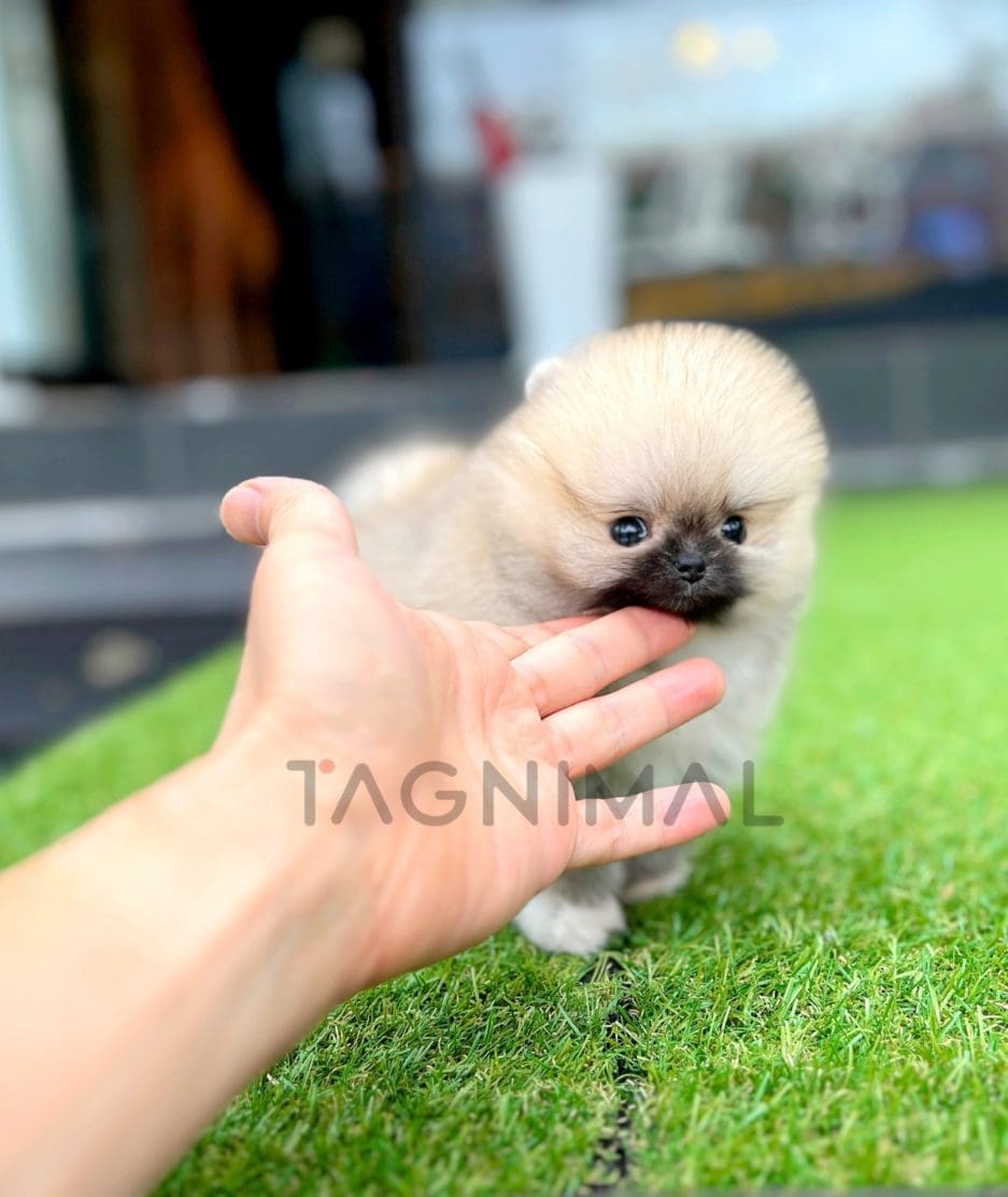 Pomeranian puppy for sale, dog for sale at Tagnimal