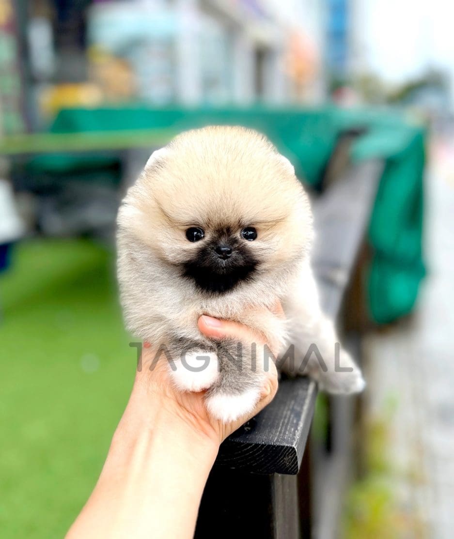 Pomeranian puppy for sale, dog for sale at Tagnimal