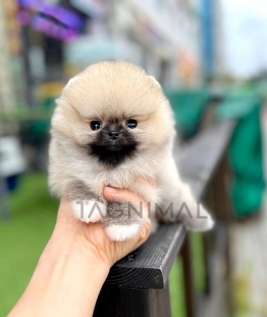 Pomeranian puppy for sale, dog for sale at Tagnimal