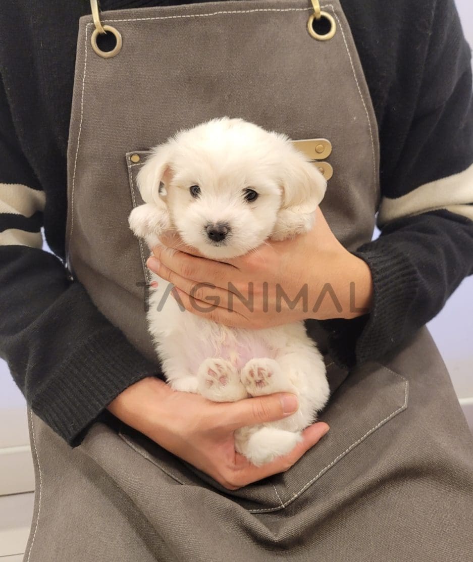 Coton de Tulear puppy for sale, dog for sale at Tagnimal