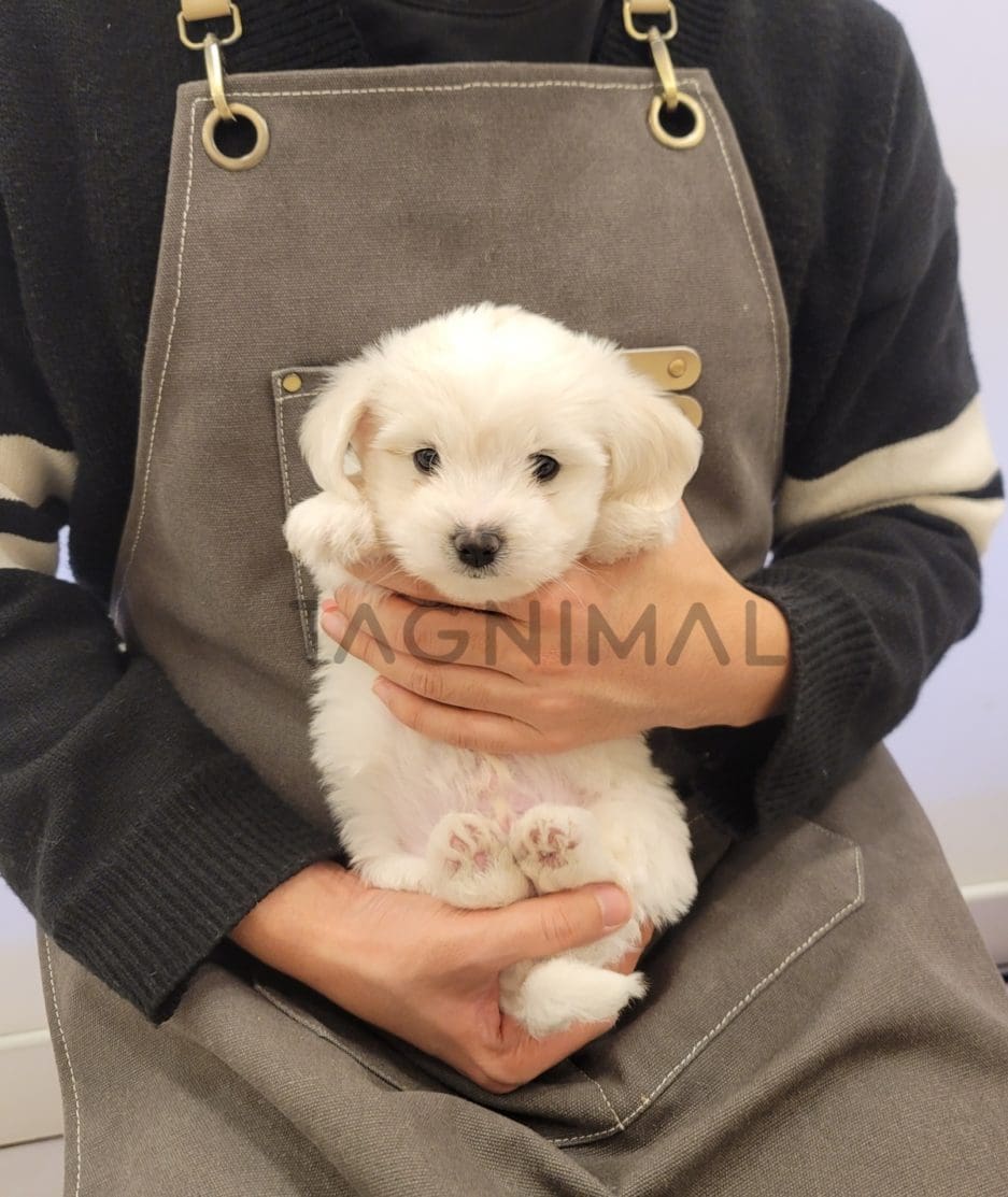 Coton de Tulear puppy for sale, dog for sale at Tagnimal