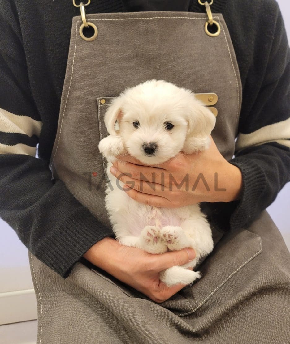 Coton de Tulear puppy for sale, dog for sale at Tagnimal