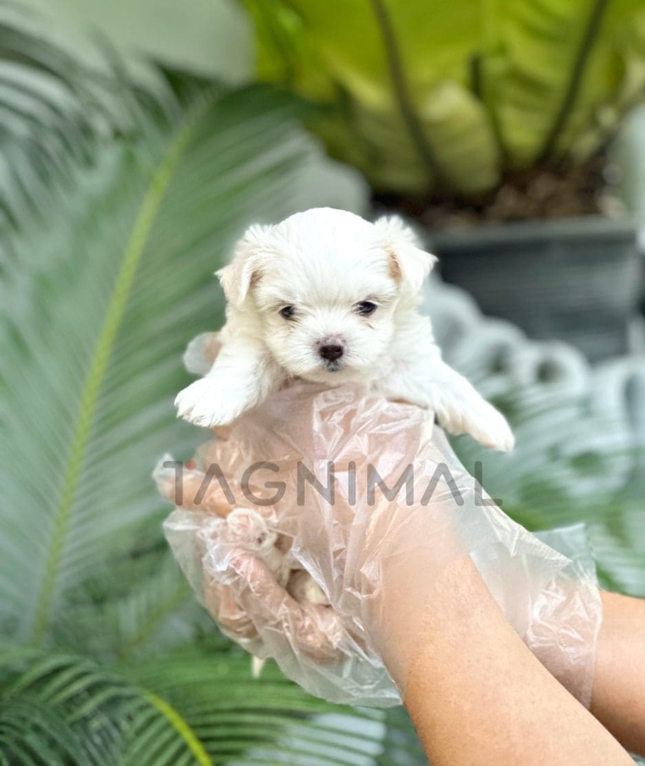 Malchi puppy for sale, dog for sale at Tagnimal