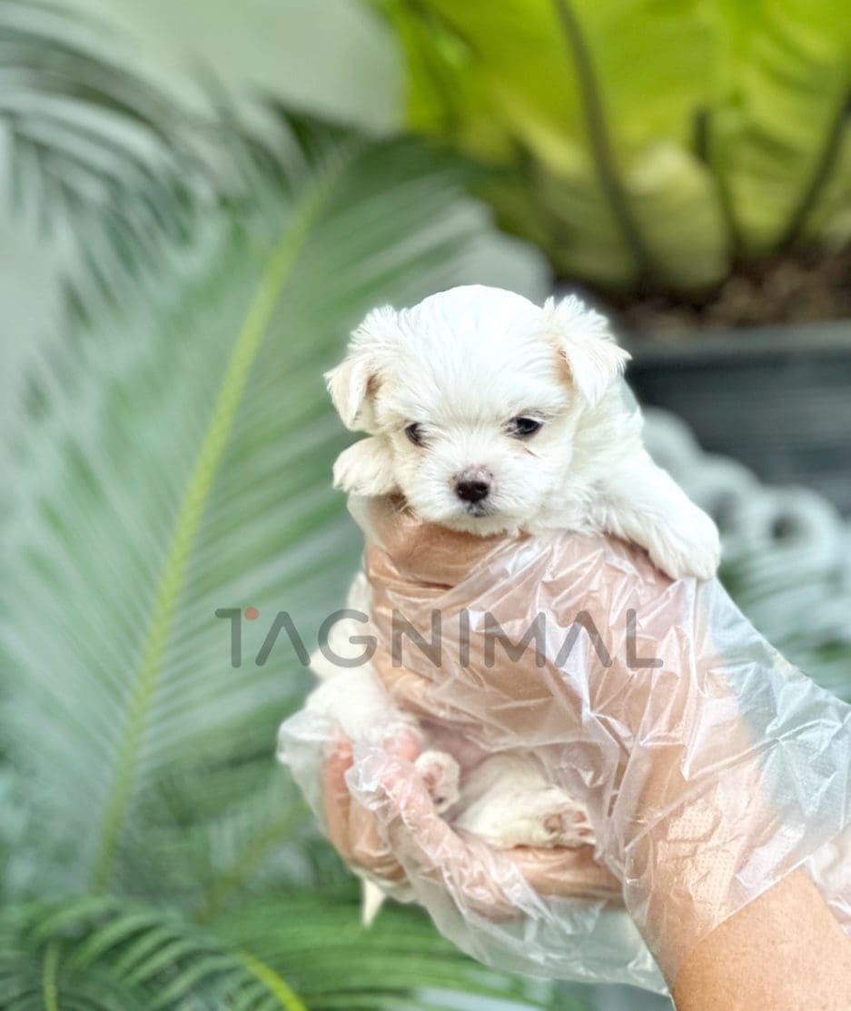 Malchi puppy for sale, dog for sale at Tagnimal