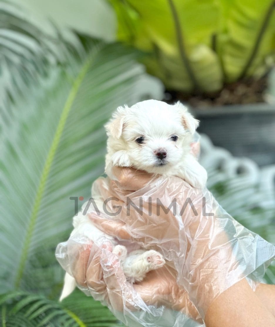 Malchi puppy for sale, dog for sale at Tagnimal