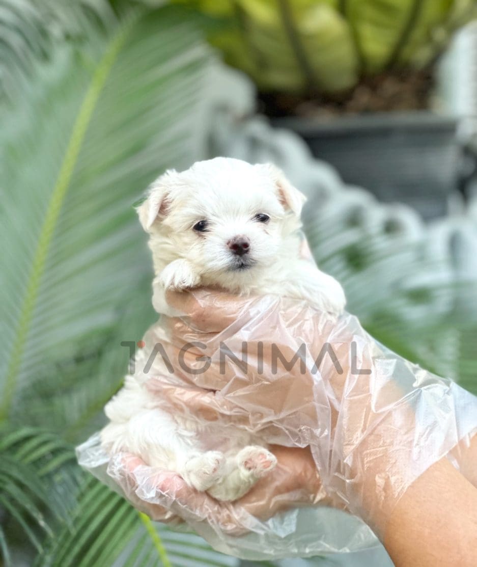 Malchi puppy for sale, dog for sale at Tagnimal