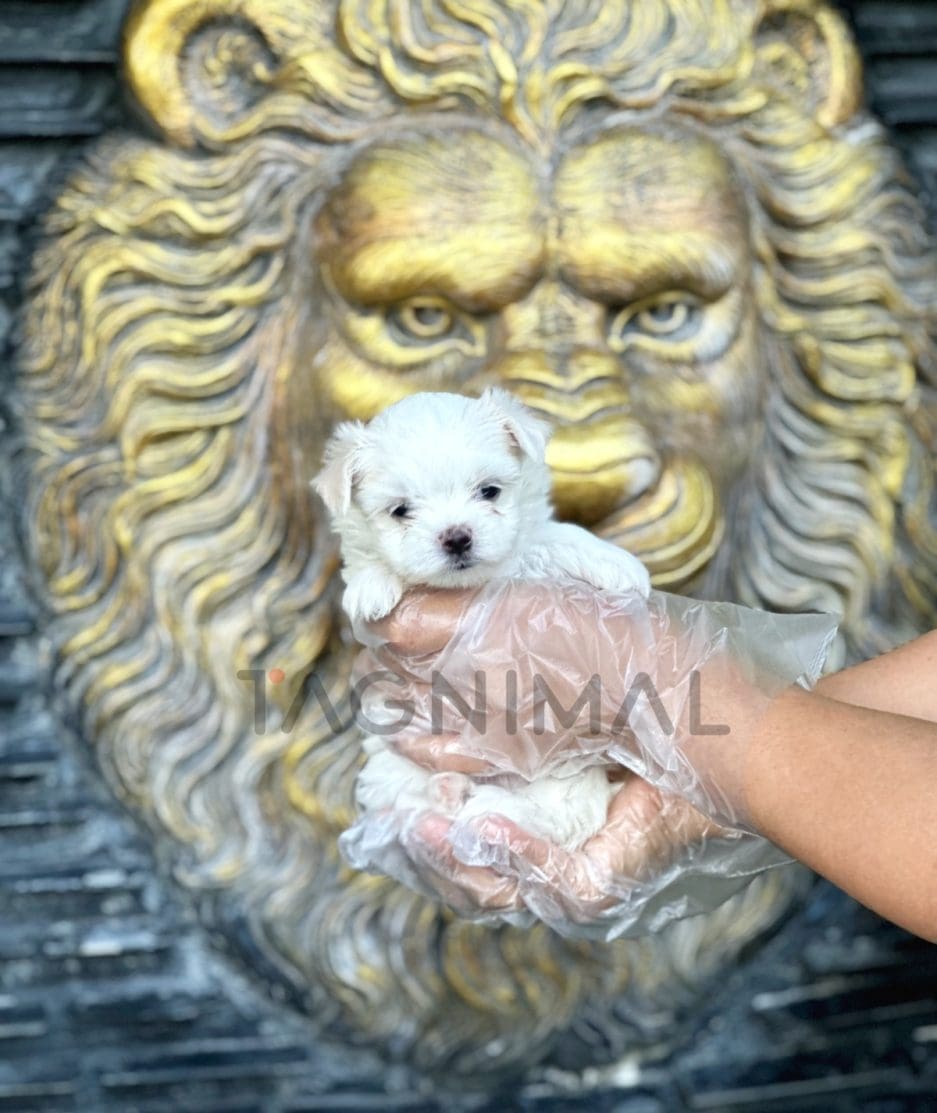 Malchi puppy for sale, dog for sale at Tagnimal