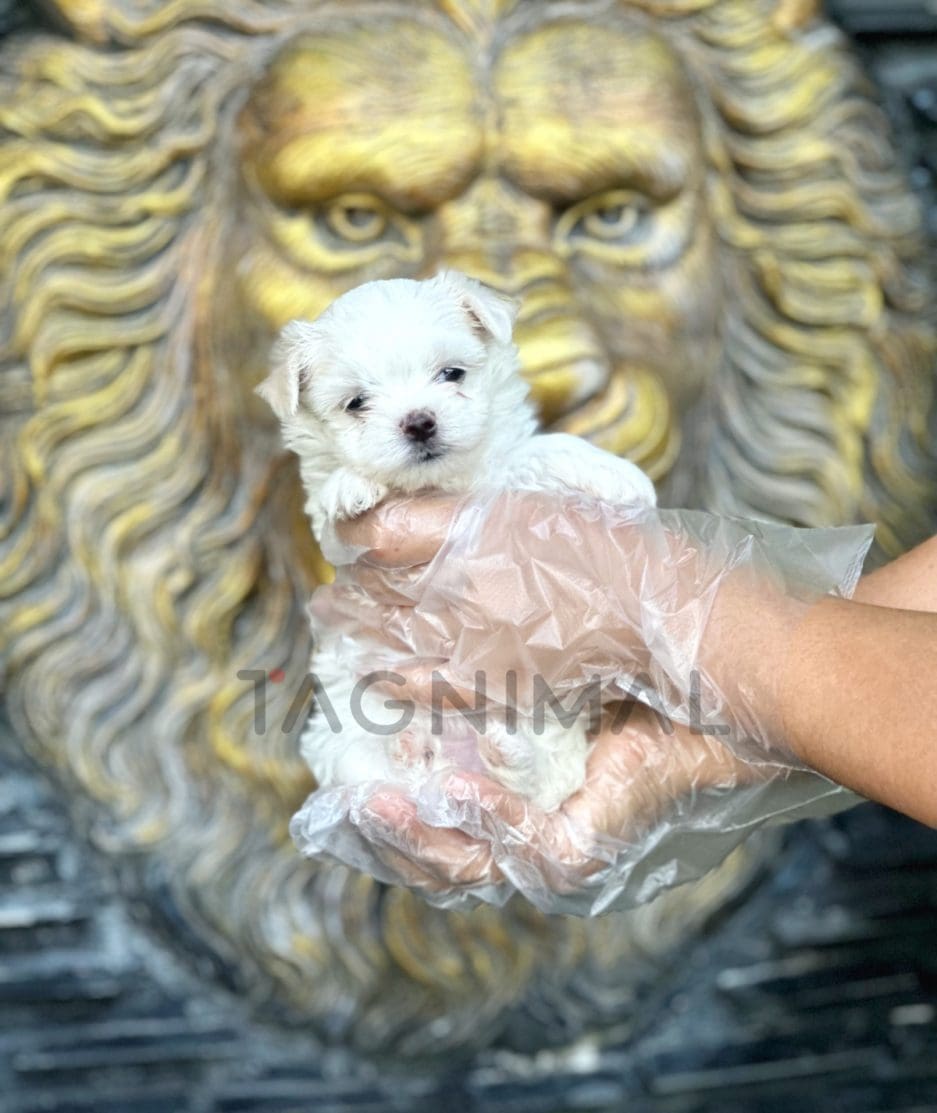 Malchi puppy for sale, dog for sale at Tagnimal