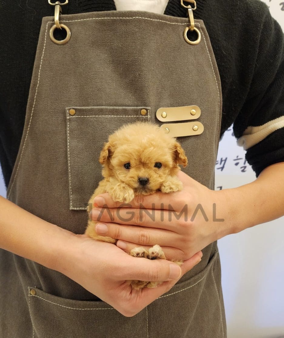 Maltipoo puppy for sale, dog for sale at Tagnimal