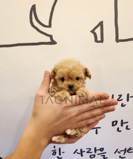 Maltipoo puppy for sale, dog for sale at Tagnimal