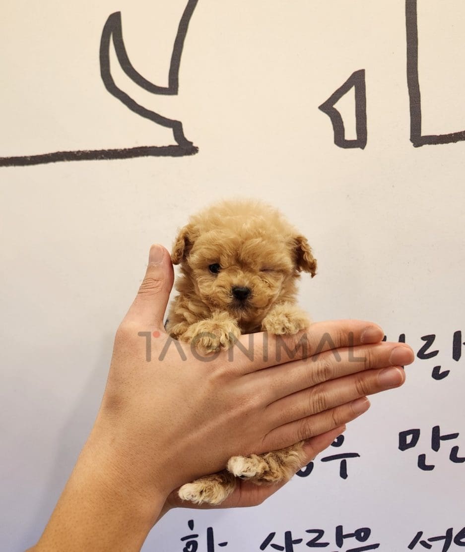 Maltipoo puppy for sale, dog for sale at Tagnimal