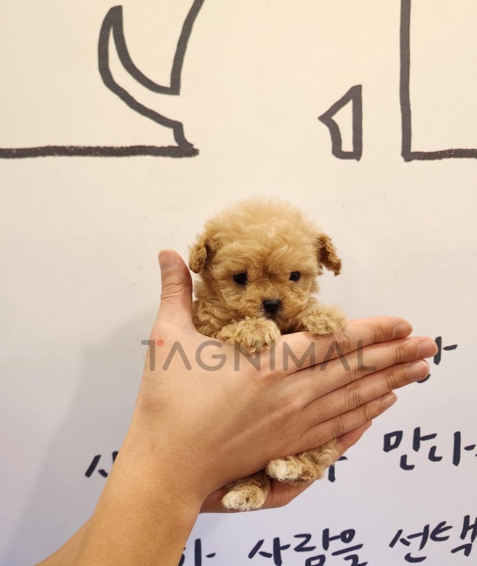 Maltipoo puppy for sale, dog for sale at Tagnimal