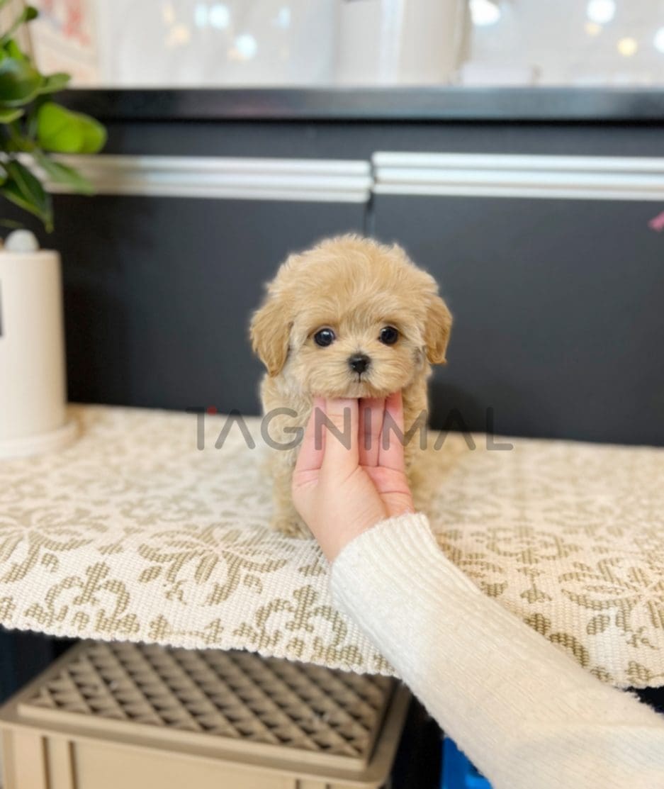 Maltipoo puppy for sale, dog for sale at Tagnimal