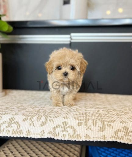 Maltipoo puppy for sale, dog for sale at Tagnimal