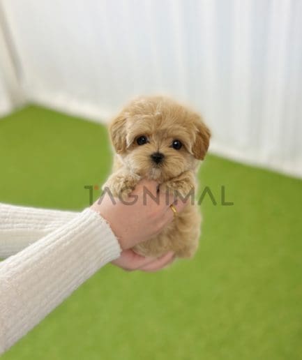 Maltipoo puppy for sale, dog for sale at Tagnimal