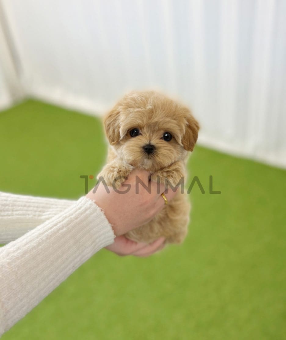 Maltipoo puppy for sale, dog for sale at Tagnimal