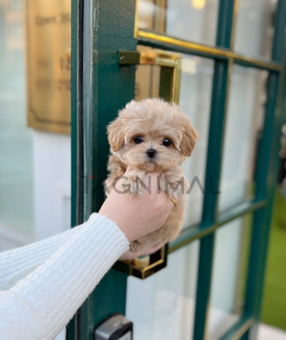 Maltipoo puppy for sale, dog for sale at Tagnimal