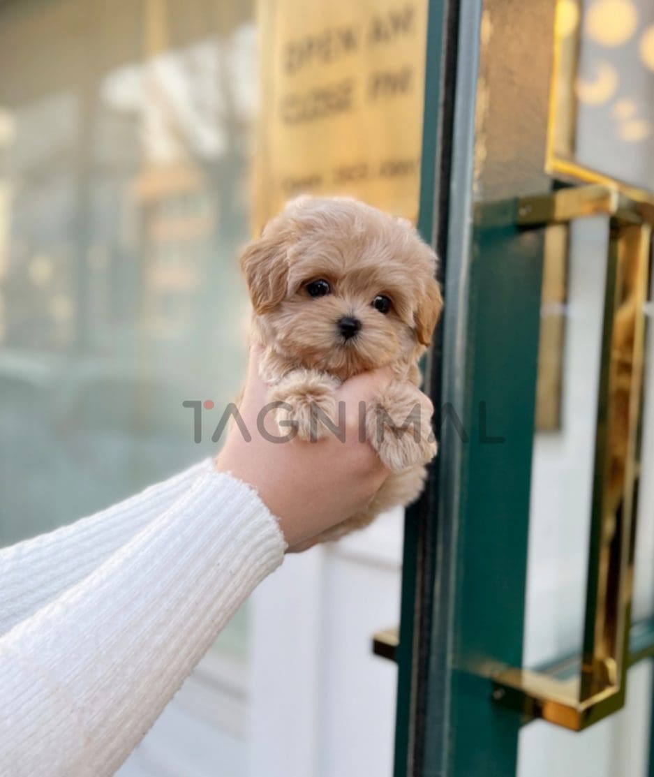 Maltipoo puppy for sale, dog for sale at Tagnimal