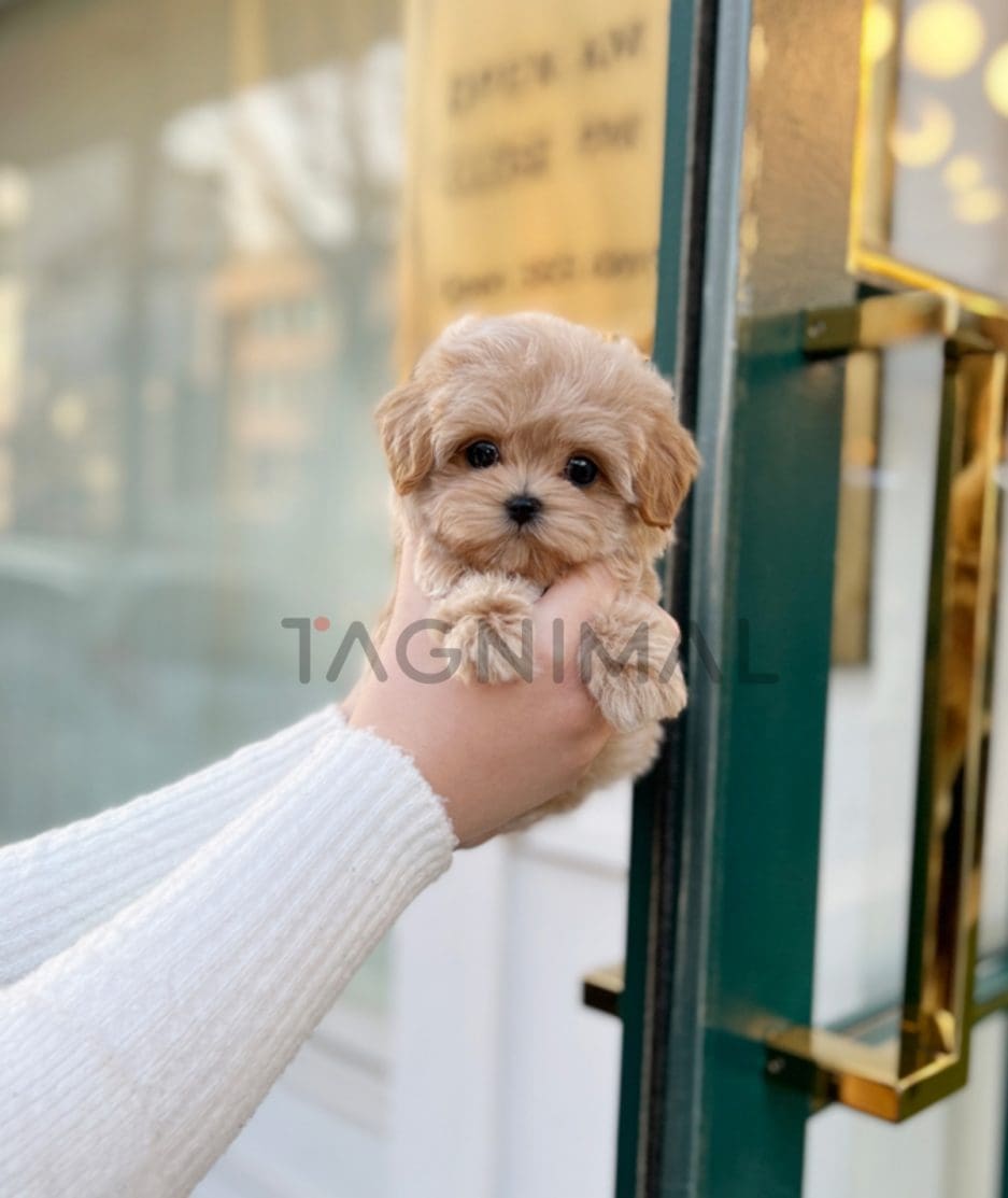 Maltipoo puppy for sale, dog for sale at Tagnimal