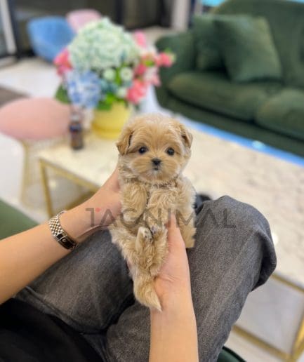 Maltipoo puppy for sale, dog for sale at Tagnimal