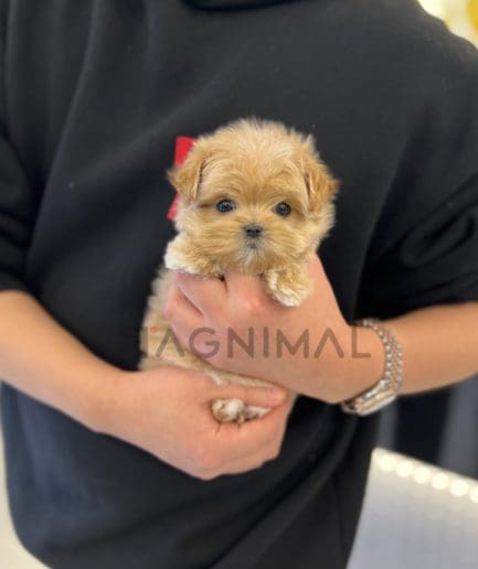 Maltipoo puppy for sale, dog for sale at Tagnimal