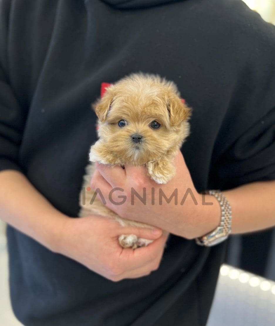 Maltipoo puppy for sale, dog for sale at Tagnimal