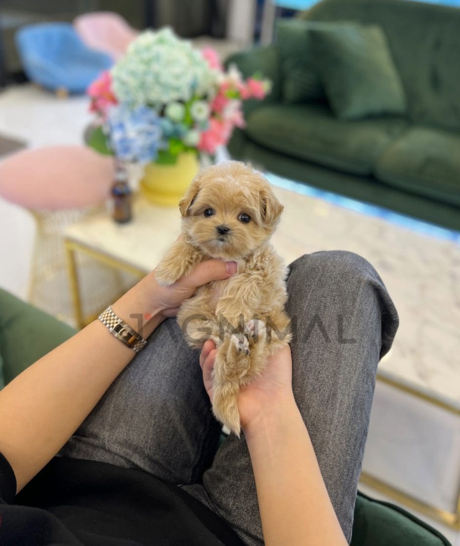 Maltipoo puppy for sale, dog for sale at Tagnimal