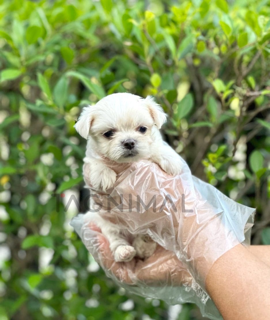 Malchi puppy for sale, dog for sale at Tagnimal