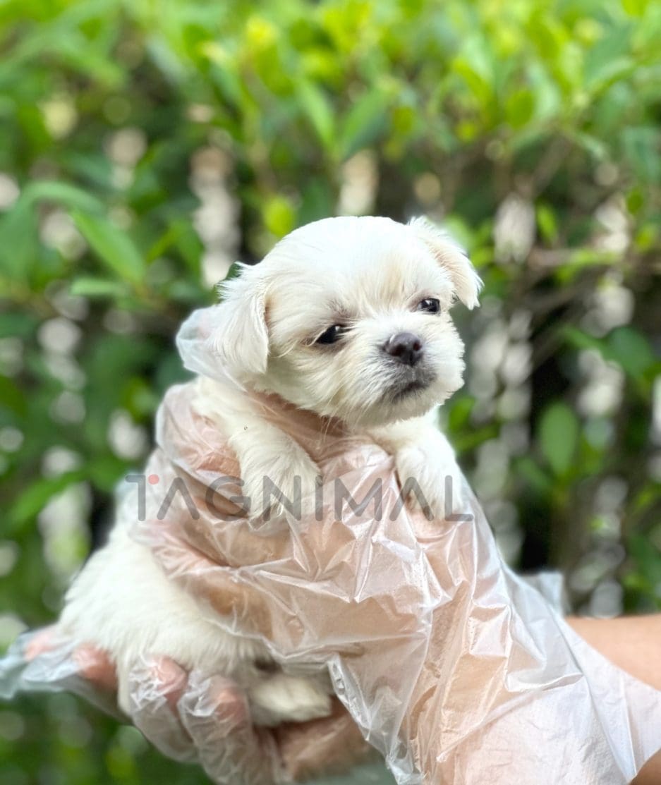 Malchi puppy for sale, dog for sale at Tagnimal