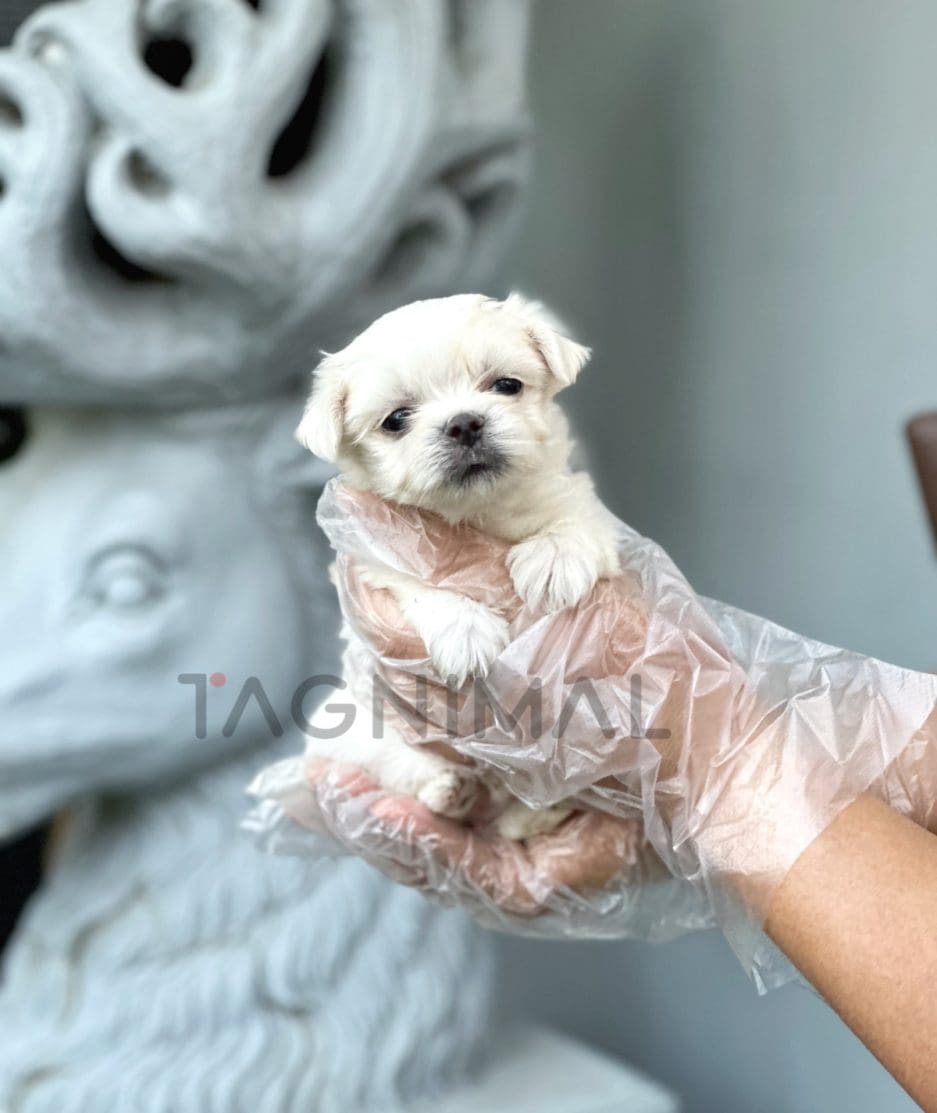 Malchi puppy for sale, dog for sale at Tagnimal