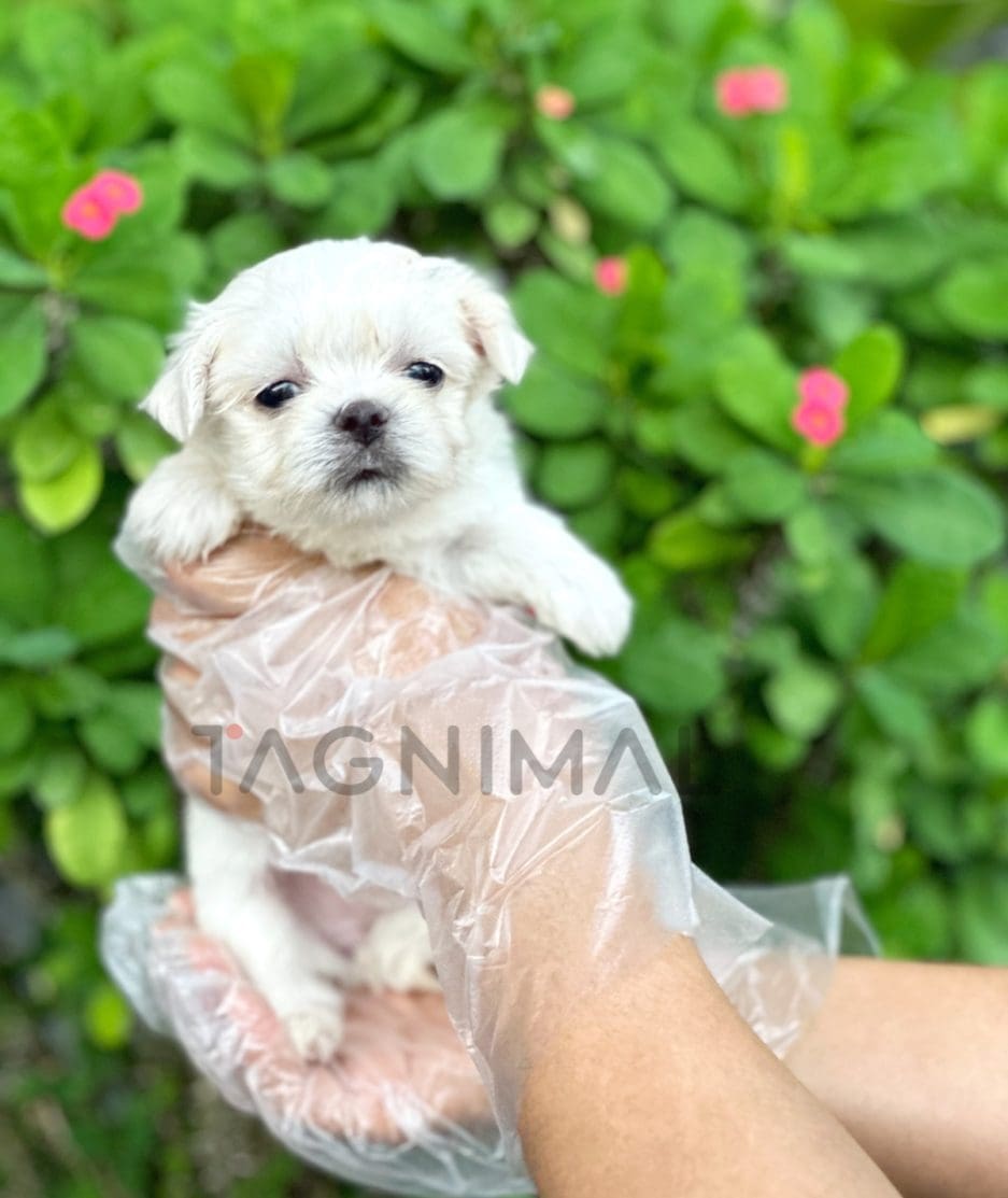 Malchi puppy for sale, dog for sale at Tagnimal