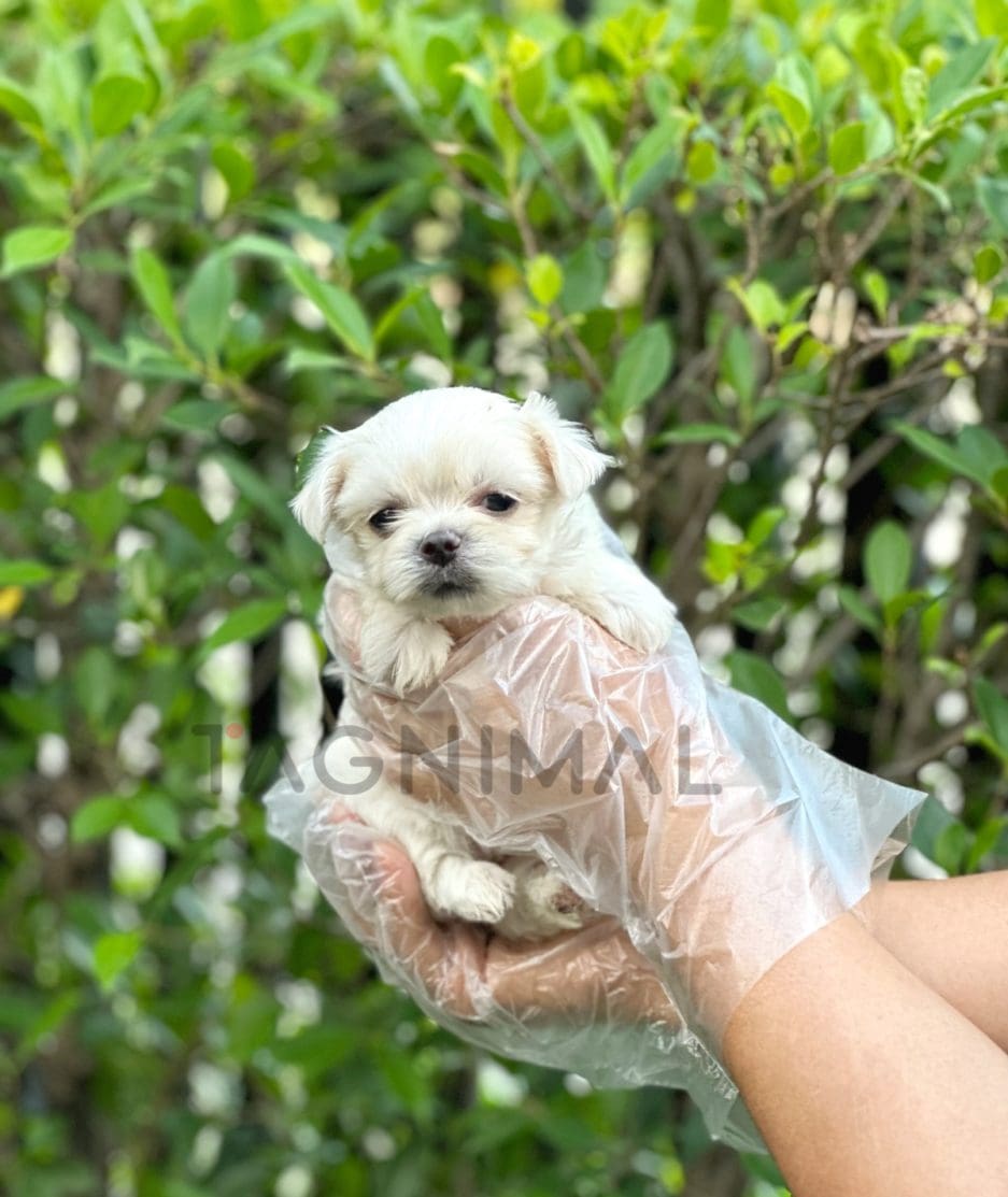 Malchi puppy for sale, dog for sale at Tagnimal