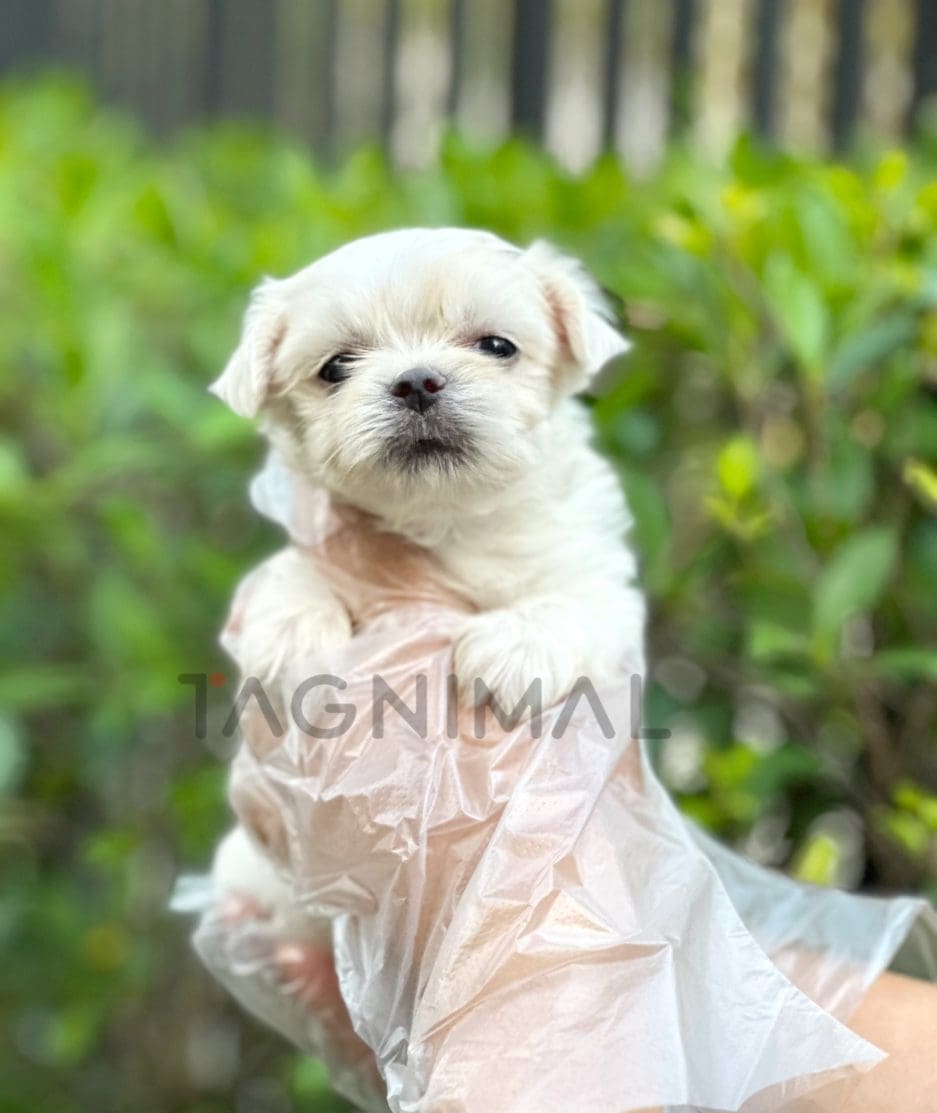 Malchi puppy for sale, dog for sale at Tagnimal