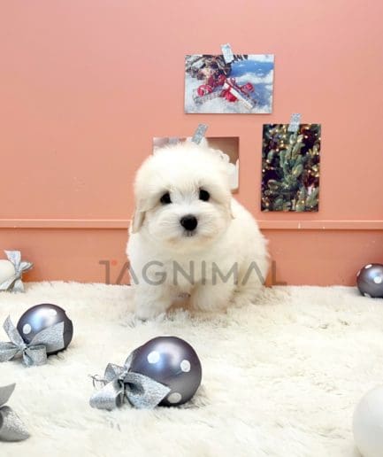 Coton de Tulear puppy for sale, dog for sale at Tagnimal