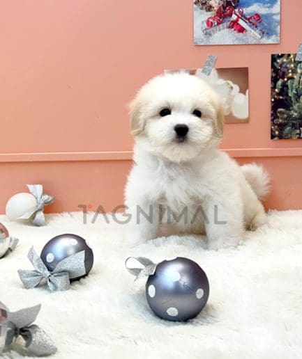 Coton de Tulear puppy for sale, dog for sale at Tagnimal