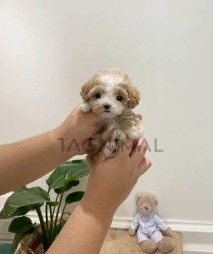 Maltipoo puppy for sale, dog for sale at Tagnimal