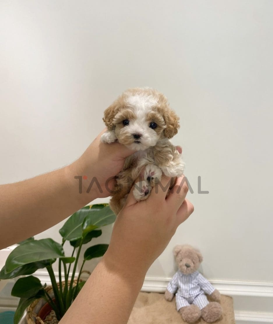 Maltipoo puppy for sale, dog for sale at Tagnimal