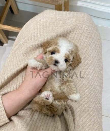 Maltipoo puppy for sale, dog for sale at Tagnimal