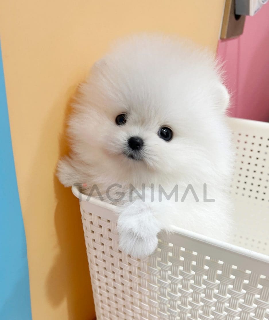 Pomeranian puppy for sale, dog for sale at Tagnimal