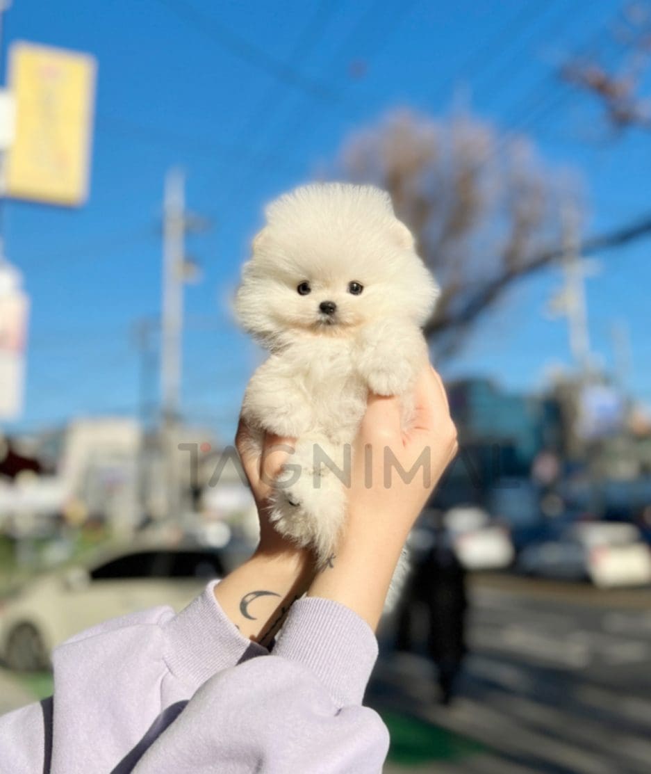 Pomeranian puppy for sale, dog for sale at Tagnimal