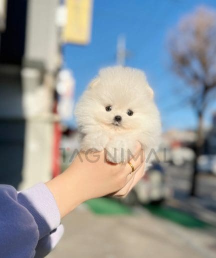 Pomeranian puppy for sale, dog for sale at Tagnimal