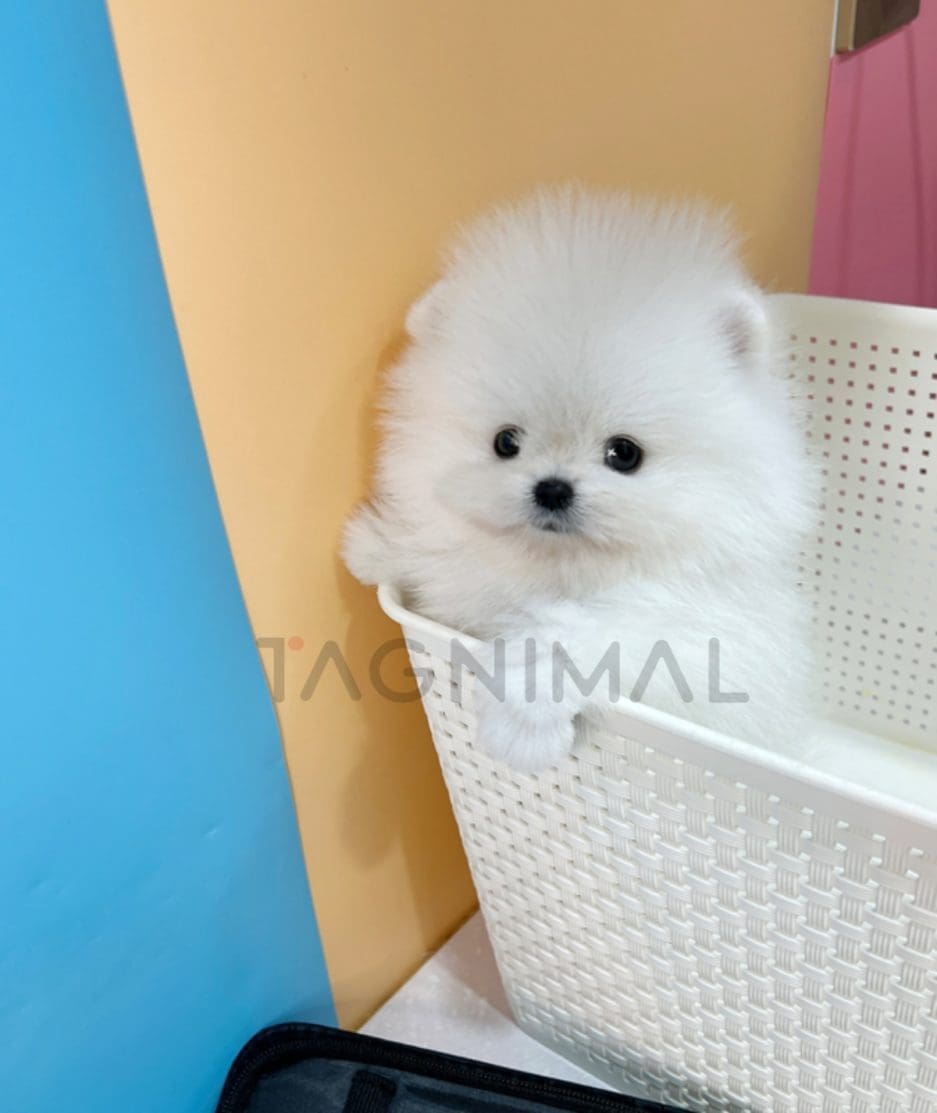 Pomeranian puppy for sale, dog for sale at Tagnimal