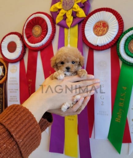 Maltipoo puppy for sale, dog for sale at Tagnimal