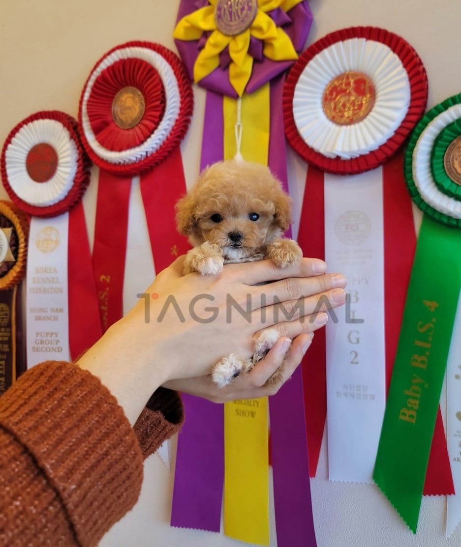 Maltipoo puppy for sale, dog for sale at Tagnimal