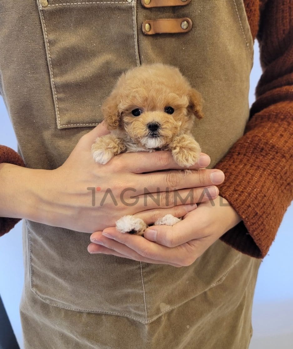 Maltipoo puppy for sale, dog for sale at Tagnimal