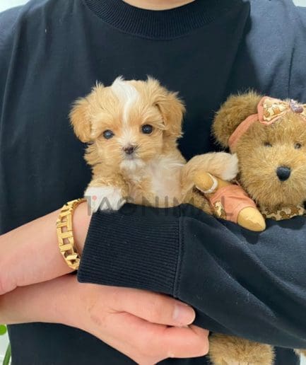 Maltipoo puppy for sale, dog for sale at Tagnimal