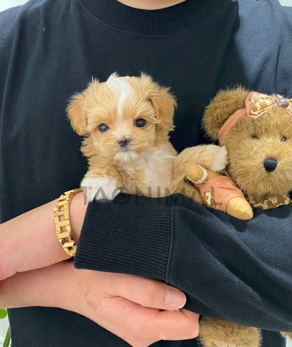 Maltipoo puppy for sale, dog for sale at Tagnimal